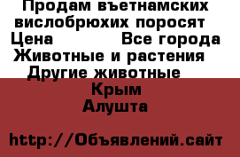 Продам въетнамских вислобрюхих поросят › Цена ­ 2 500 - Все города Животные и растения » Другие животные   . Крым,Алушта